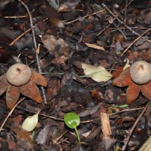 Astraeus hygrometricus at Evatt, ACT - 9 Sep 2022 02:30 PM