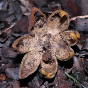 Astraeus hygrometricus at Evatt, ACT - 9 Sep 2022 02:30 PM