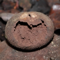 Astraeus hygrometricus (Barometer Earthstar) at Evatt, ACT - 9 Sep 2022 by TimL