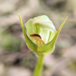 Pterostylis curta at Paddys River, ACT - suppressed