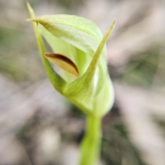 Pterostylis curta at Paddys River, ACT - 7 Sep 2022