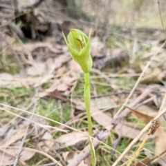 Pterostylis curta at Paddys River, ACT - suppressed