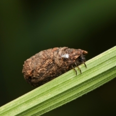 Cryptocephalinae (sub-family) (A case-bearing leaf beetle) at Murrumbateman, NSW - 13 Sep 2022 by amiessmacro
