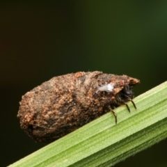 Cryptocephalinae (sub-family) at Murrumbateman, NSW - 13 Sep 2022 05:24 PM