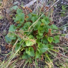 Pelargonium sp. (A Native Stork’s Bill) at Cooma North Ridge Reserve - 13 Sep 2022 by mahargiani