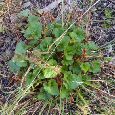 Pelargonium sp. (A Native Stork’s Bill) at Cooma, NSW - 13 Sep 2022 by mahargiani