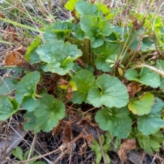 Pelargonium sp. at Cooma, NSW - 13 Sep 2022 01:44 PM