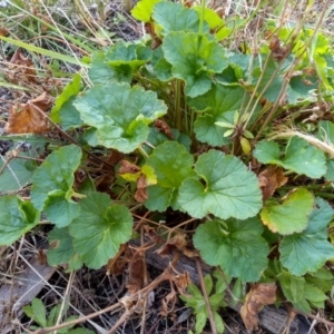 Pelargonium sp. at Cooma, NSW - 13 Sep 2022 01:44 PM