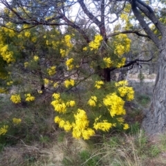 Acacia decurrens (Green Wattle) at Cooma, NSW - 13 Sep 2022 by mahargiani
