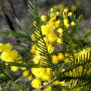 Acacia decurrens at Cooma, NSW - 13 Sep 2022 01:48 PM