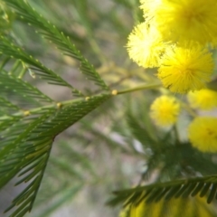 Acacia decurrens at Cooma, NSW - 13 Sep 2022 01:48 PM