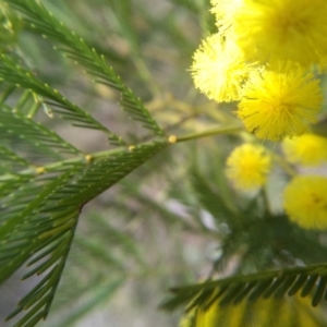 Acacia decurrens at Cooma, NSW - 13 Sep 2022 01:48 PM