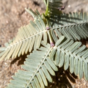 Acacia baileyana at Cooma, NSW - 13 Sep 2022