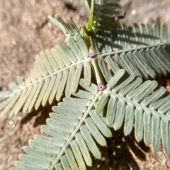 Acacia baileyana (Cootamundra Wattle, Golden Mimosa) at Cooma North Ridge Reserve - 13 Sep 2022 by mahargiani