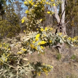 Acacia baileyana at Cooma, NSW - 13 Sep 2022
