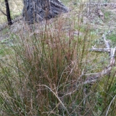 Juncus (genus) at Cooma, NSW - 13 Sep 2022 02:21 PM