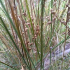Juncus (genus) at Cooma, NSW - 13 Sep 2022 02:21 PM