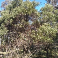 Acacia melanoxylon (Blackwood) at Glenbog State Forest - 12 Sep 2022 by mahargiani
