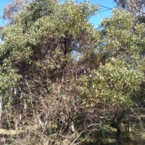 Acacia melanoxylon at Steeple Flat, NSW - 13 Sep 2022 09:03 AM