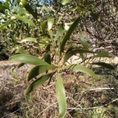 Acacia melanoxylon at Steeple Flat, NSW - 13 Sep 2022 09:03 AM