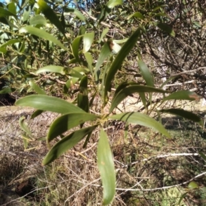 Acacia melanoxylon at Steeple Flat, NSW - 13 Sep 2022