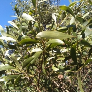 Acacia melanoxylon at Steeple Flat, NSW - 13 Sep 2022