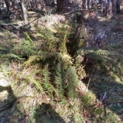 Polystichum proliferum (Mother Shield Fern) at Steeple Flat, NSW - 13 Sep 2022 by mahargiani