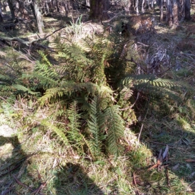 Polystichum proliferum (Mother Shield Fern) at Glenbog State Forest - 12 Sep 2022 by mahargiani