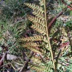 Polystichum proliferum at Steeple Flat, NSW - 13 Sep 2022