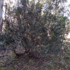 Persoonia silvatica (Forest Geebung) at Steeple Flat, NSW - 13 Sep 2022 by mahargiani