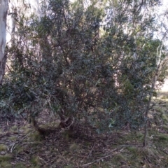 Persoonia sp. (TBC) at Steeple Flat, NSW - 12 Sep 2022 by mahargiani