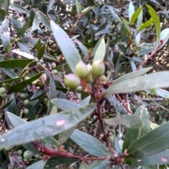 Persoonia silvatica at Steeple Flat, NSW - 13 Sep 2022 09:10 AM