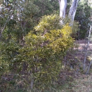 Acacia melanoxylon at Steeple Flat, NSW - 13 Sep 2022 09:16 AM