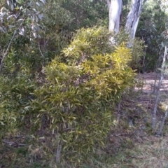 Acacia melanoxylon (Blackwood) at Steeple Flat, NSW - 12 Sep 2022 by mahargiani