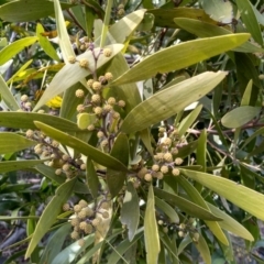 Acacia melanoxylon at Steeple Flat, NSW - 13 Sep 2022