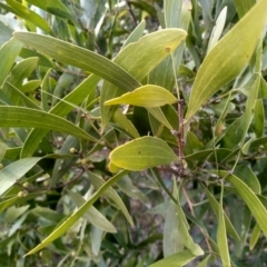 Acacia melanoxylon at Steeple Flat, NSW - 13 Sep 2022