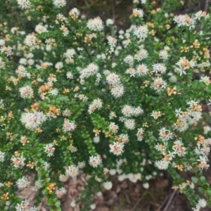 Leionema lamprophyllum subsp. obovatum at Uriarra Village, ACT - suppressed