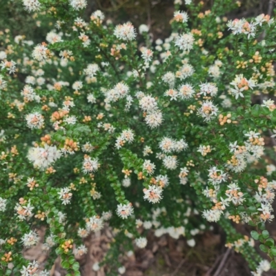 Leionema lamprophyllum subsp. obovatum (Shiny Phebalium) at Uriarra Village, ACT - 7 Sep 2022 by LukeMcElhinney