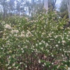 Leionema lamprophyllum subsp. obovatum at Cotter River, ACT - 7 Sep 2022