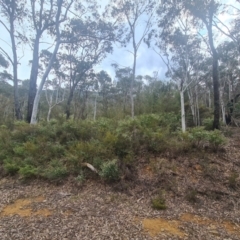 Leionema lamprophyllum subsp. obovatum at Uriarra Village, ACT - suppressed