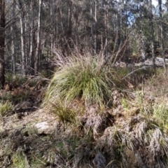 Gahnia clarkei (Tall Saw Sedge) at Bemboka, NSW - 12 Sep 2022 by mahargiani