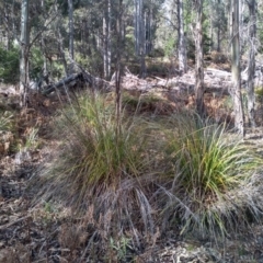 Gahnia clarkei at Bemboka, NSW - 13 Sep 2022 09:30 AM