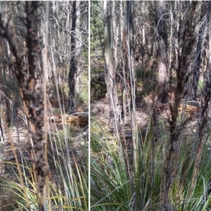 Gahnia clarkei at Bemboka, NSW - 13 Sep 2022 09:30 AM