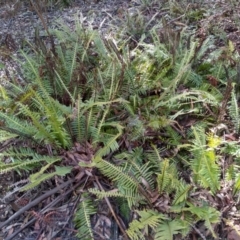 Blechnum nudum (Fishbone Water Fern) at Bemboka, NSW - 12 Sep 2022 by mahargiani