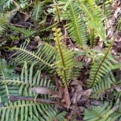 Blechnum nudum at Bemboka, NSW - 13 Sep 2022 09:34 AM