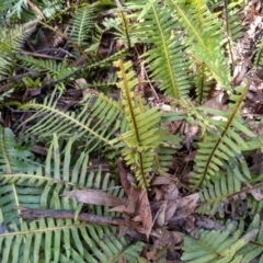 Blechnum nudum at Bemboka, NSW - 13 Sep 2022