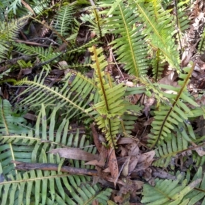 Blechnum nudum at Bemboka, NSW - 13 Sep 2022 09:34 AM
