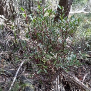 Tasmannia lanceolata at Bemboka, NSW - 13 Sep 2022 09:41 AM