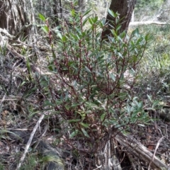 Tasmannia lanceolata (Mountain Pepper) at Bemboka, NSW - 12 Sep 2022 by mahargiani