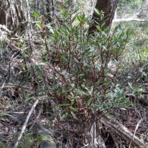 Tasmannia lanceolata at Bemboka, NSW - 13 Sep 2022